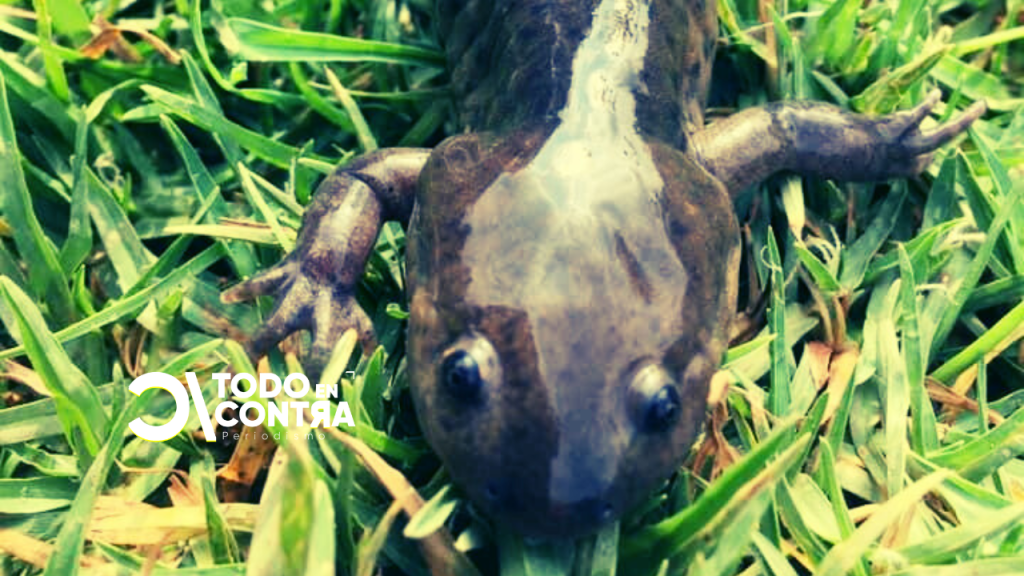 La urgencia de proteger el Parque Alameda 2000: un análisis crítico del proyecto «Fábrica de Agua»