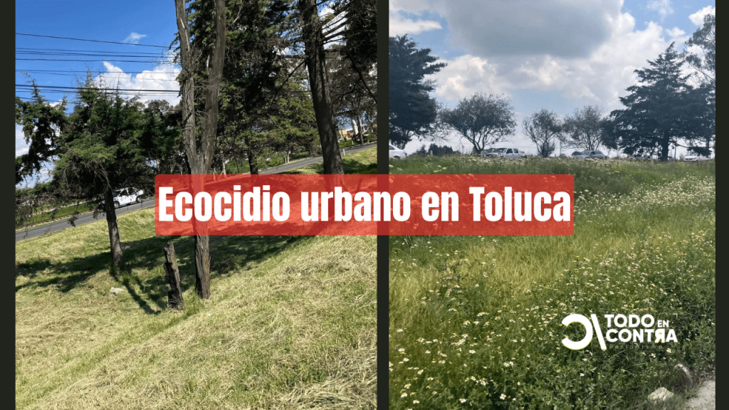 Ecocidio urbano: arrasa Junta de Caminos más de 24 kilómetros de jardines polinizadores en&nbsp;Toluca